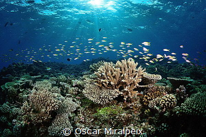 ... Maldives by Oscar Miralpeix 